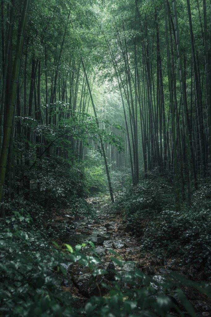 Nanshan Bamboo Sea Misty Bamboo Forest